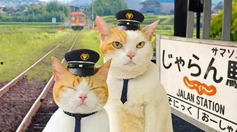 喵喵吃瓜娱乐,揭秘娱乐圈那些不为人知的幕后故事  第3张