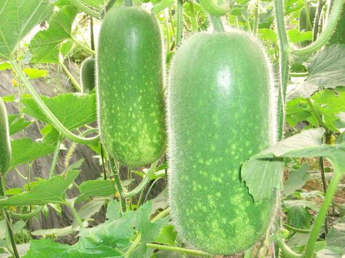 娱乐吃瓜酱小冬瓜视频,揭秘娱乐圈幕后故事 第2张 娱乐吃瓜酱小冬瓜视频,揭秘娱乐圈幕后故事 第2张